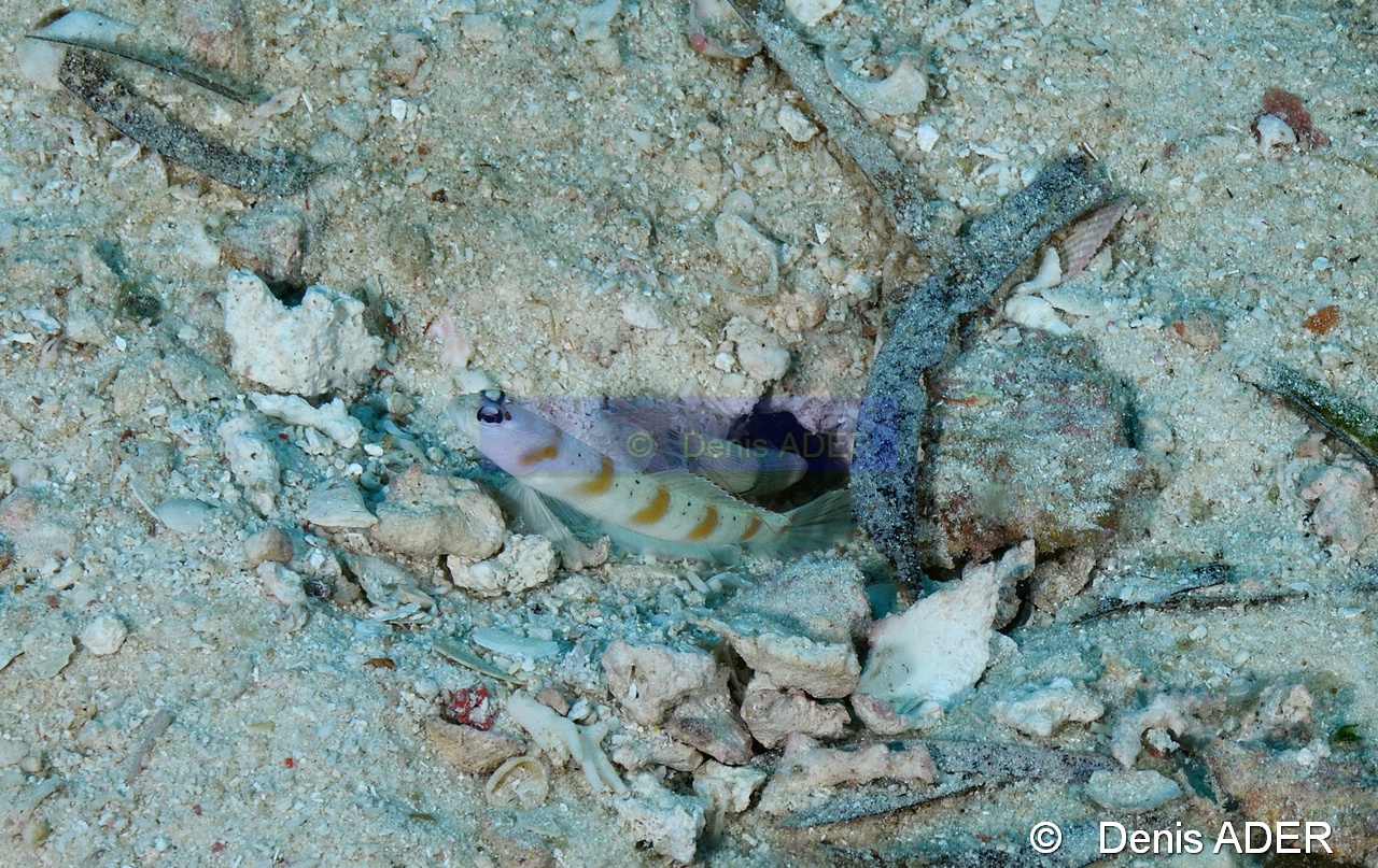 Alpheus sp-Amblyeleotris sungami Moga Channel Balise-32m-20180529-Denis-ADER-DSC_1652_tn.jpg
